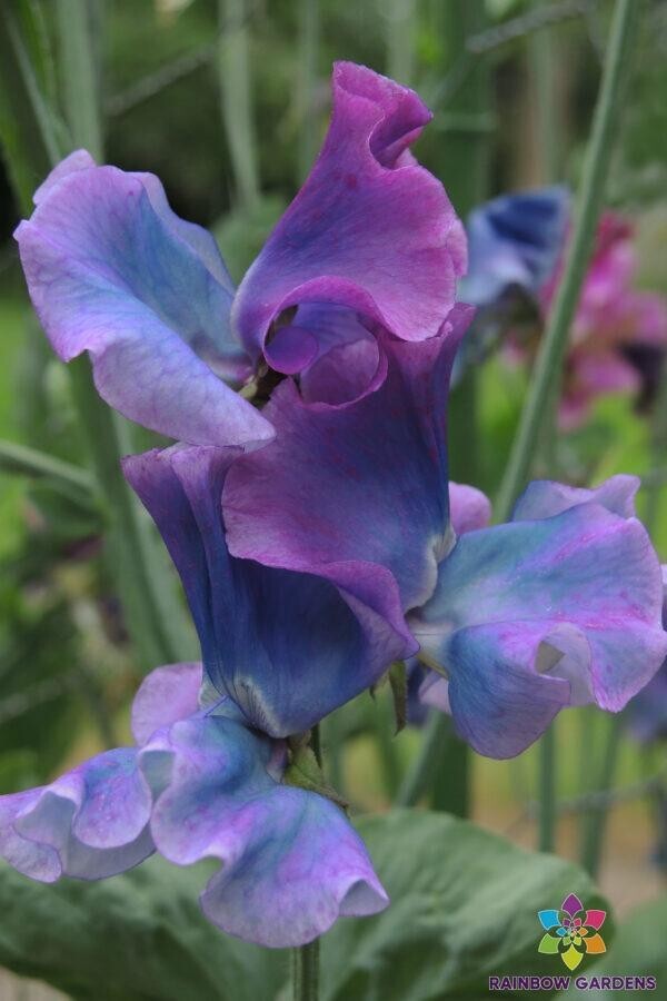 50+ Blue Shift Sweet Pea Seeds for Garden Planting – USA – FREE SHIPPING!