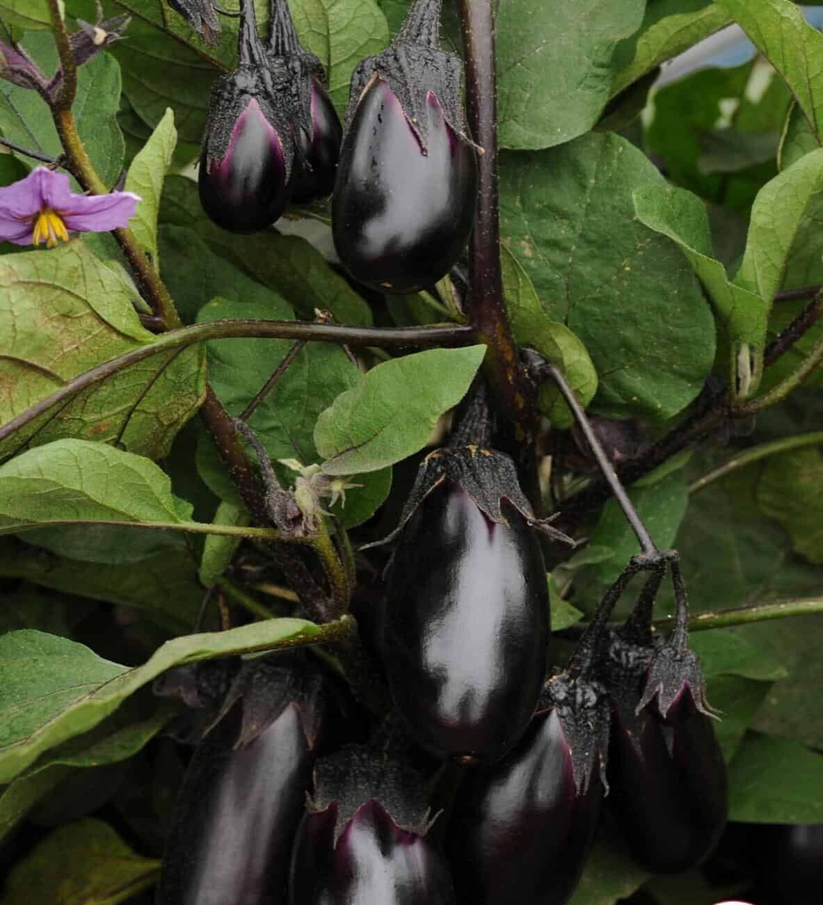 Eggplant Black Beauty/Organic Rosa Bianca/ Little Fingers eggplant/Patio Baby F1