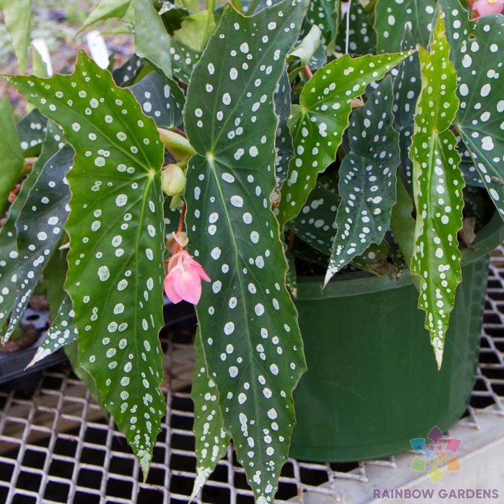 25+ My Special Angel Begonia Seeds for Garden Planting – USA – FREE SHIPPING!