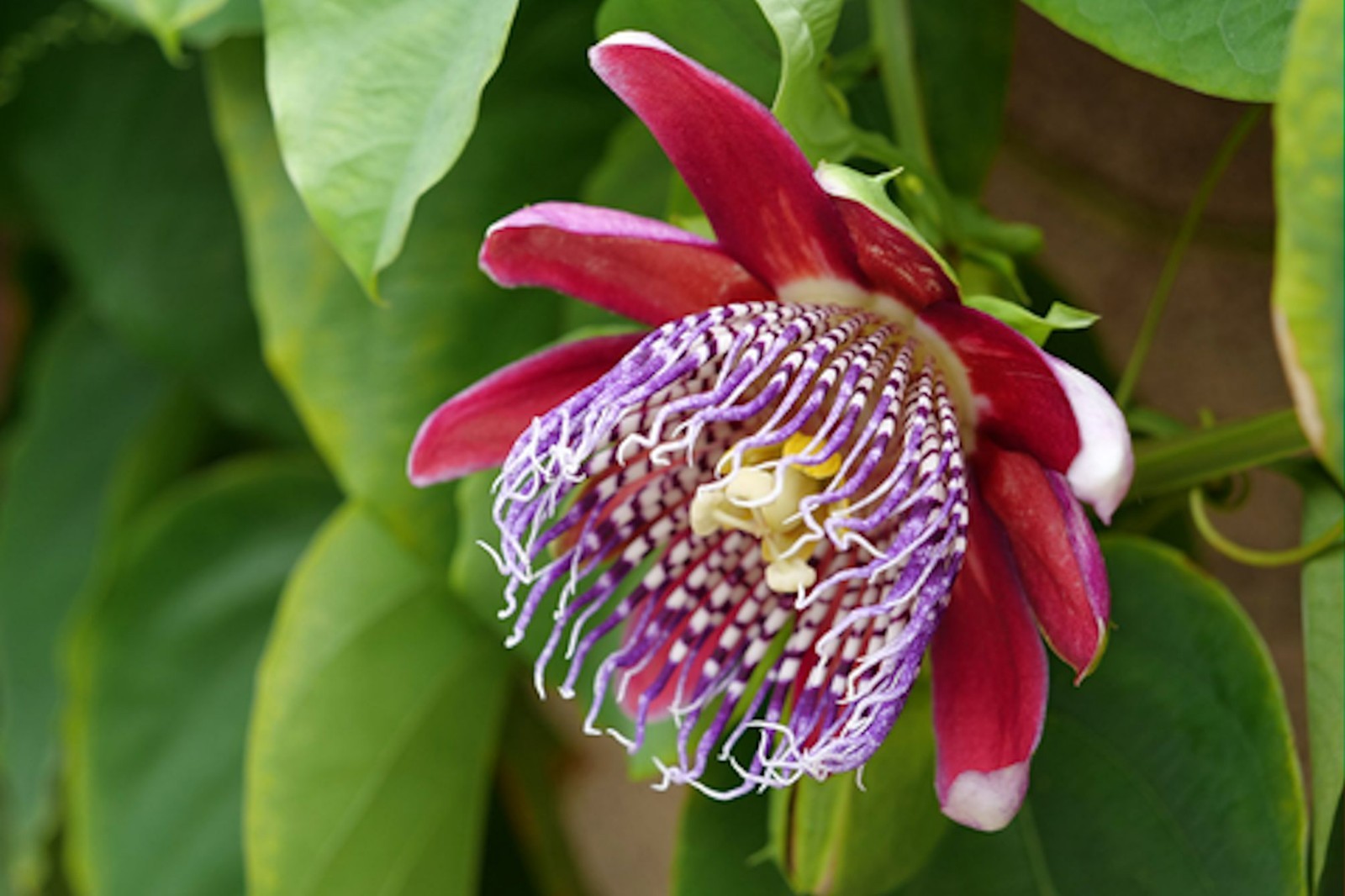 Giant Granadilla Seeds! 10 All Natural Heirloom -Passiflora quadrangularis