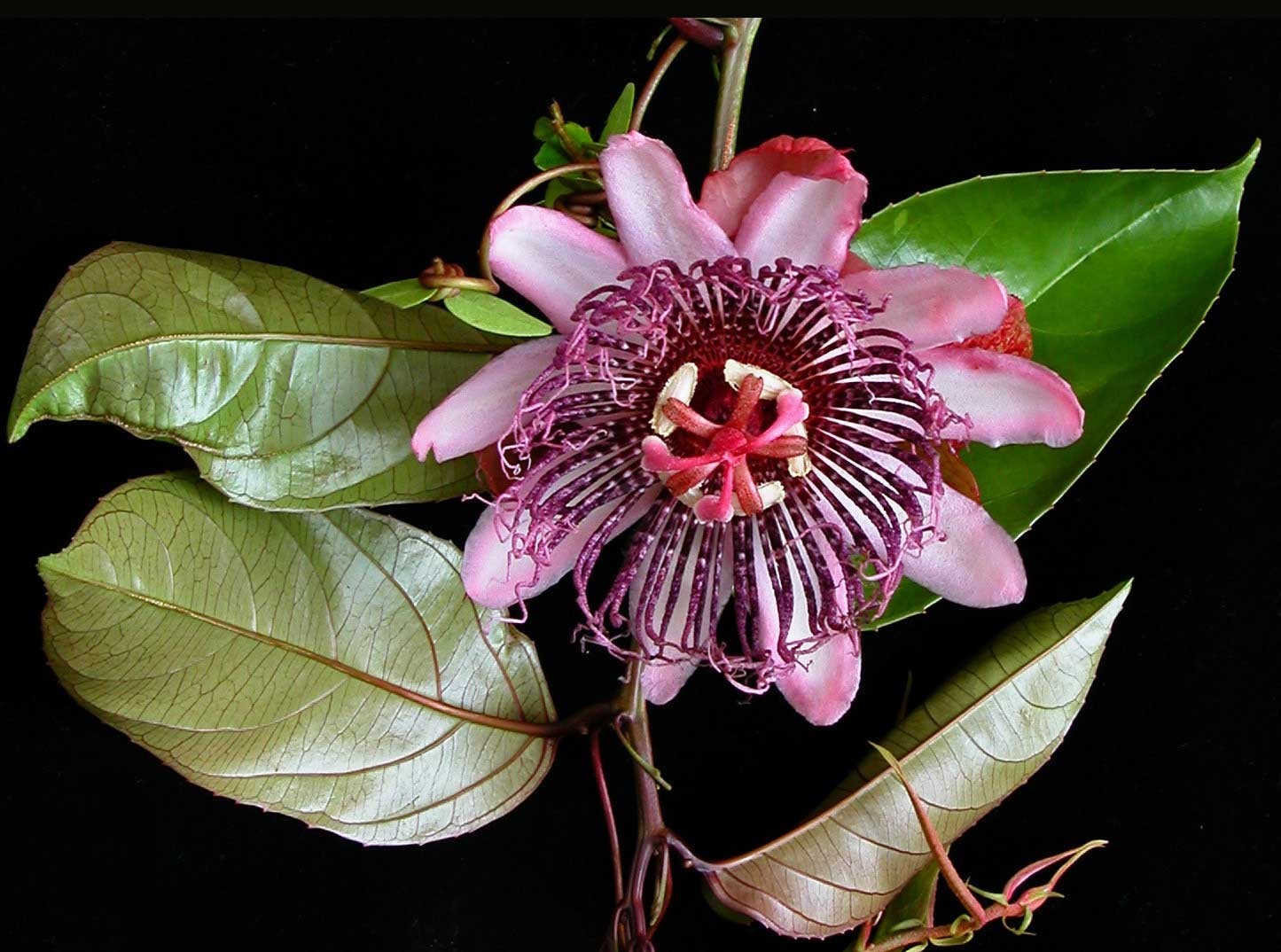 Passiflora ambigua | Mountain Granadilla | 5_Seeds