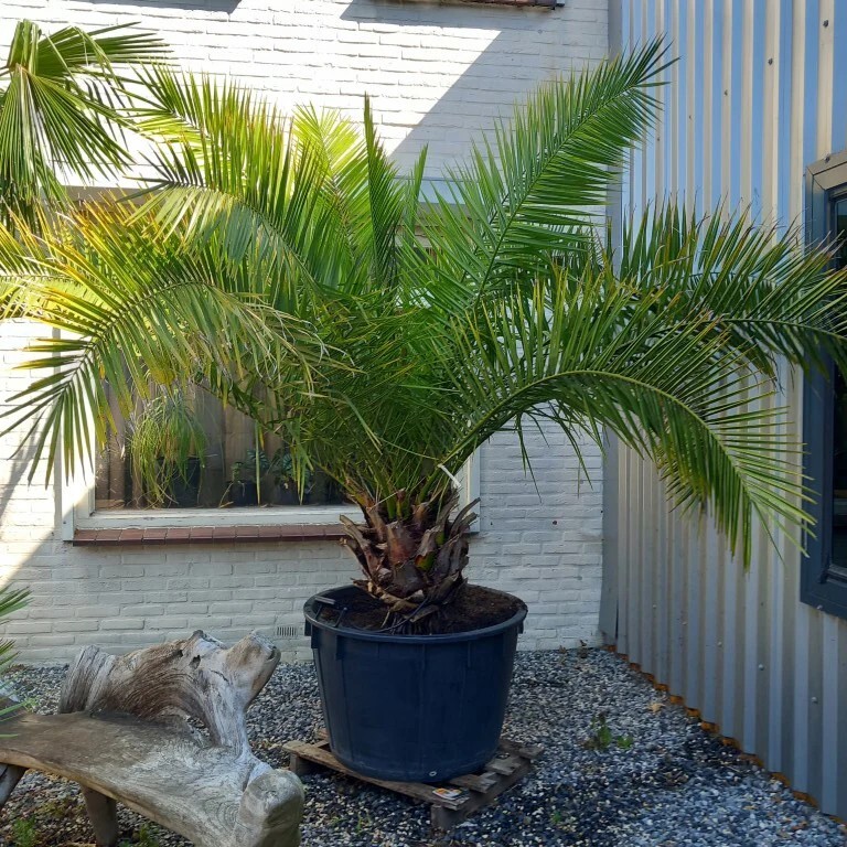 10 CANARY ISLAND DATE Pineapple PALM Tree Seeds~Phoenix Canariensis~Fruit Plant