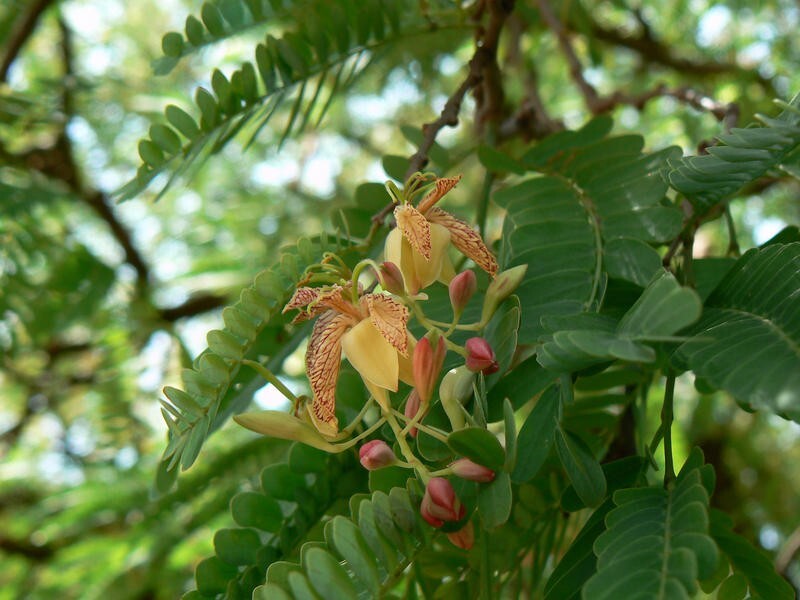 Tamarindus Indica 100 Seeds, Ornamental Tamarind Medicinal Edible Fruit Tree