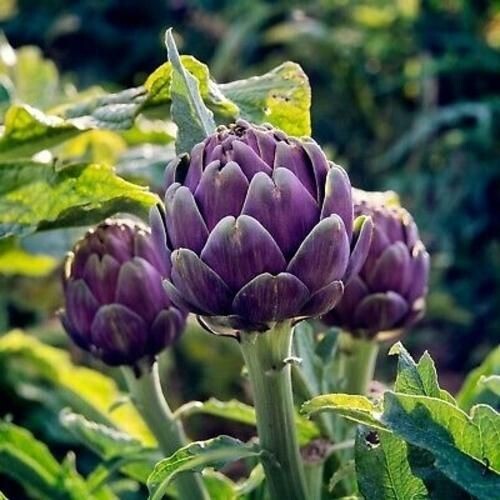 Artichoke Seeds – Purple Romagna_Heirlooms_10 Counts