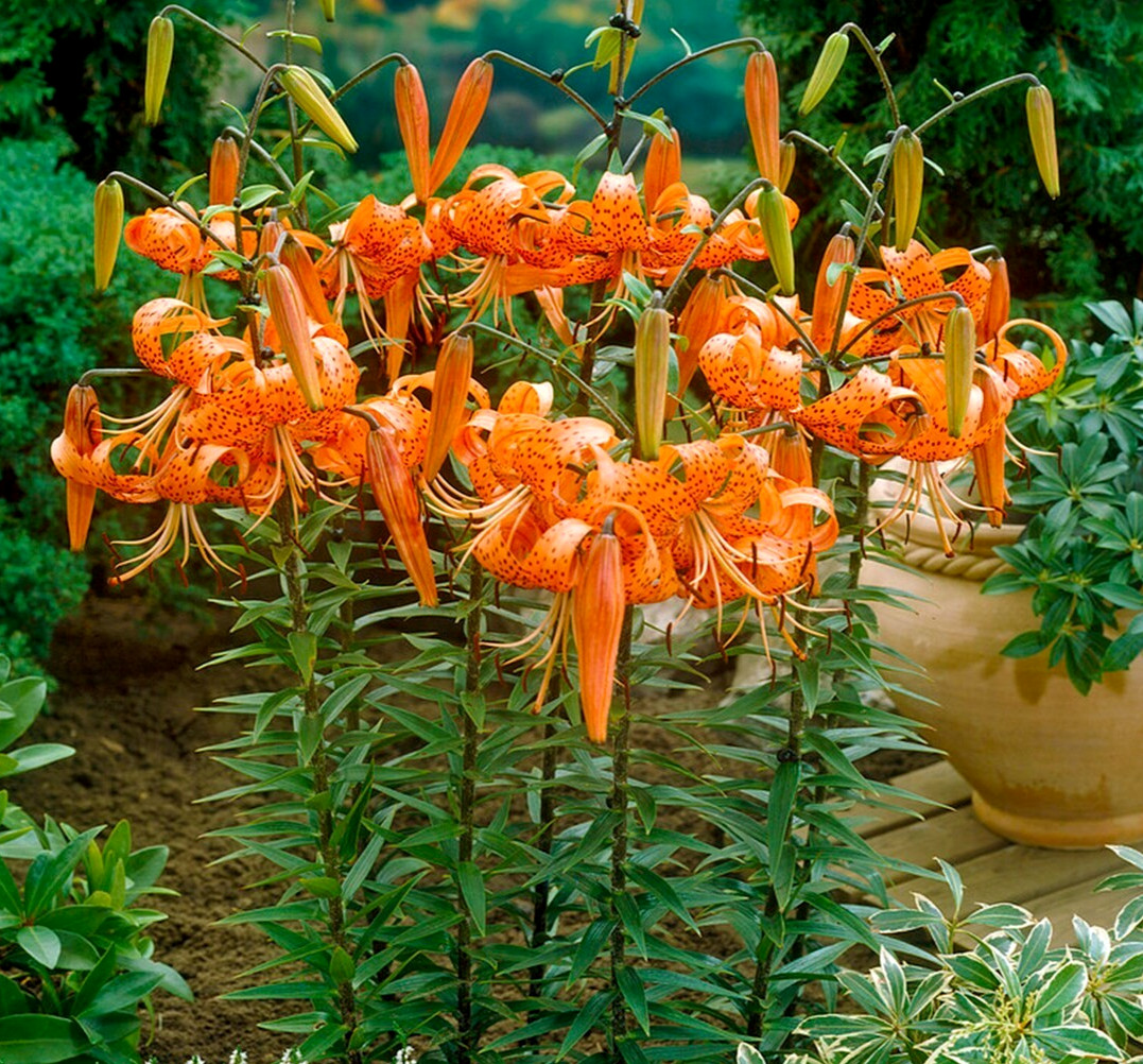 Lily Flower Bulbs Tiger Lilies 3 Large Orange Black Florist Flowers Spring Plant
