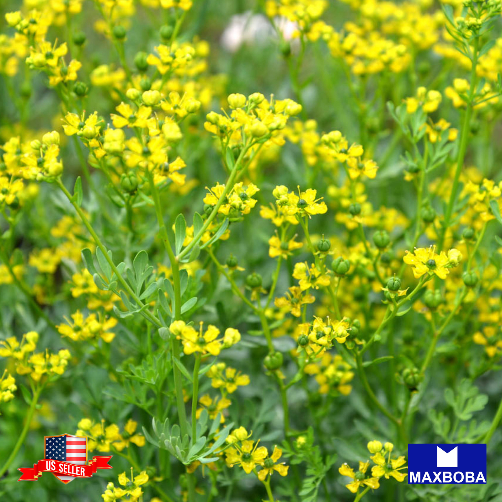 Rutaceae Rue Seeds Non-GMO Heirloom