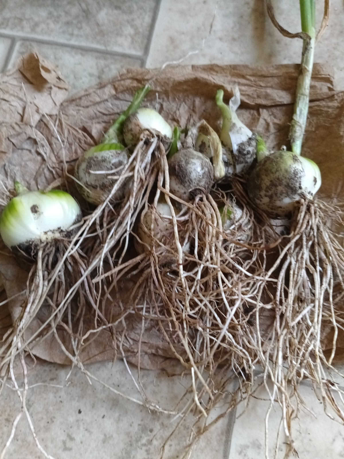 10 Huge Egyptian Walking White Onions Rooted Bulbs