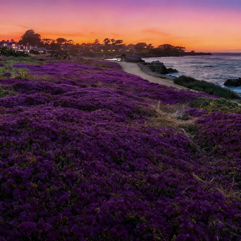 20000 Purple Creeping Thyme Seeds for Planting Outdoor,Creeping Phlox Ground Cov