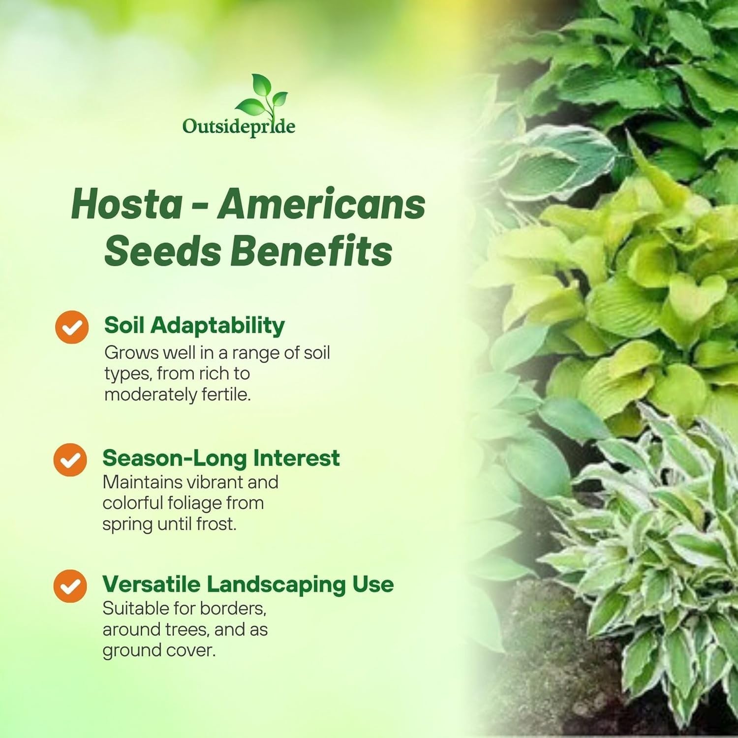 Low Maintenance Hosta Seeds – 50 Pcs for Vibrant Shade Displays and Containers