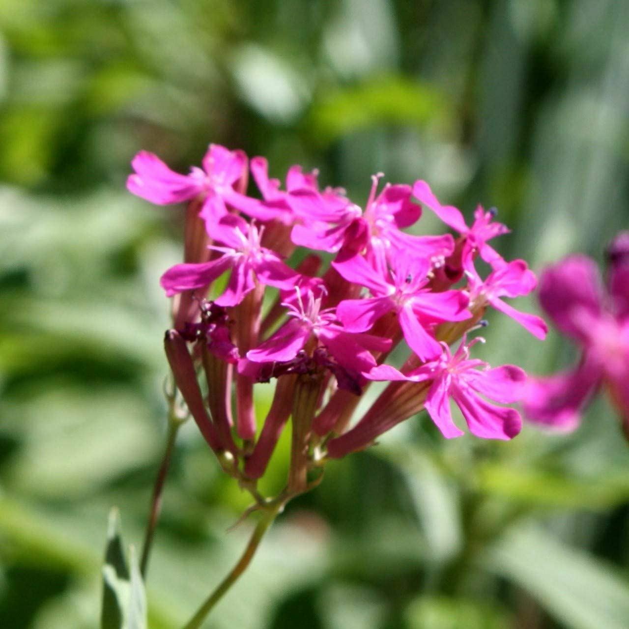 Catchfly Flower Seeds, “COOL BEANS N SPROUTS” Brand. Home Gardening.