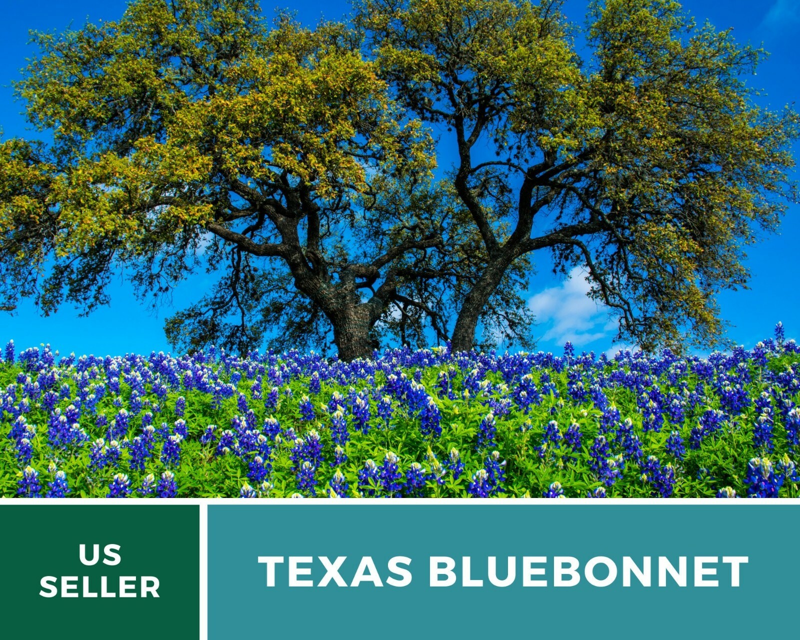 Lupine, Texas Bluebonnet – Heirloom Seeds – State Flower of Texas
