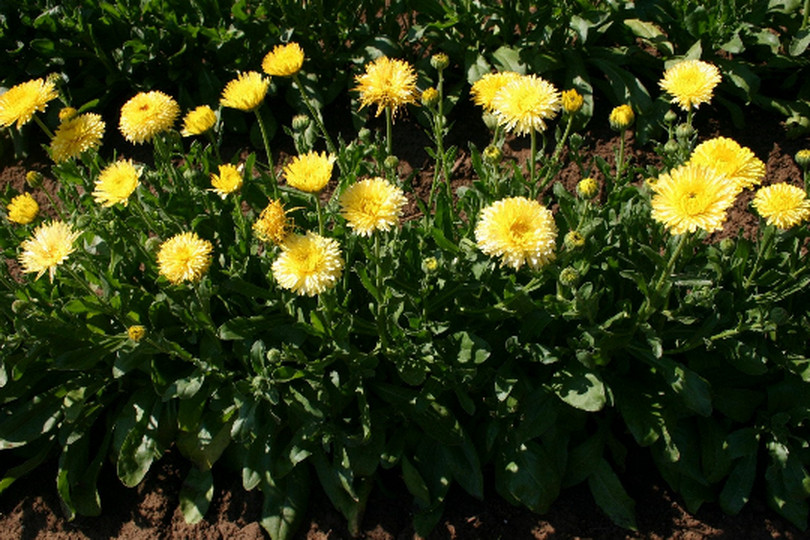 100 Calendula officinalis “Pacific Beauty Cream” Flower Seeds Edible
