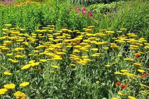 GoldenYarrow Yellow FernLeaf Achillea Filipendulina 300Seeds~BotanicalGardenClub