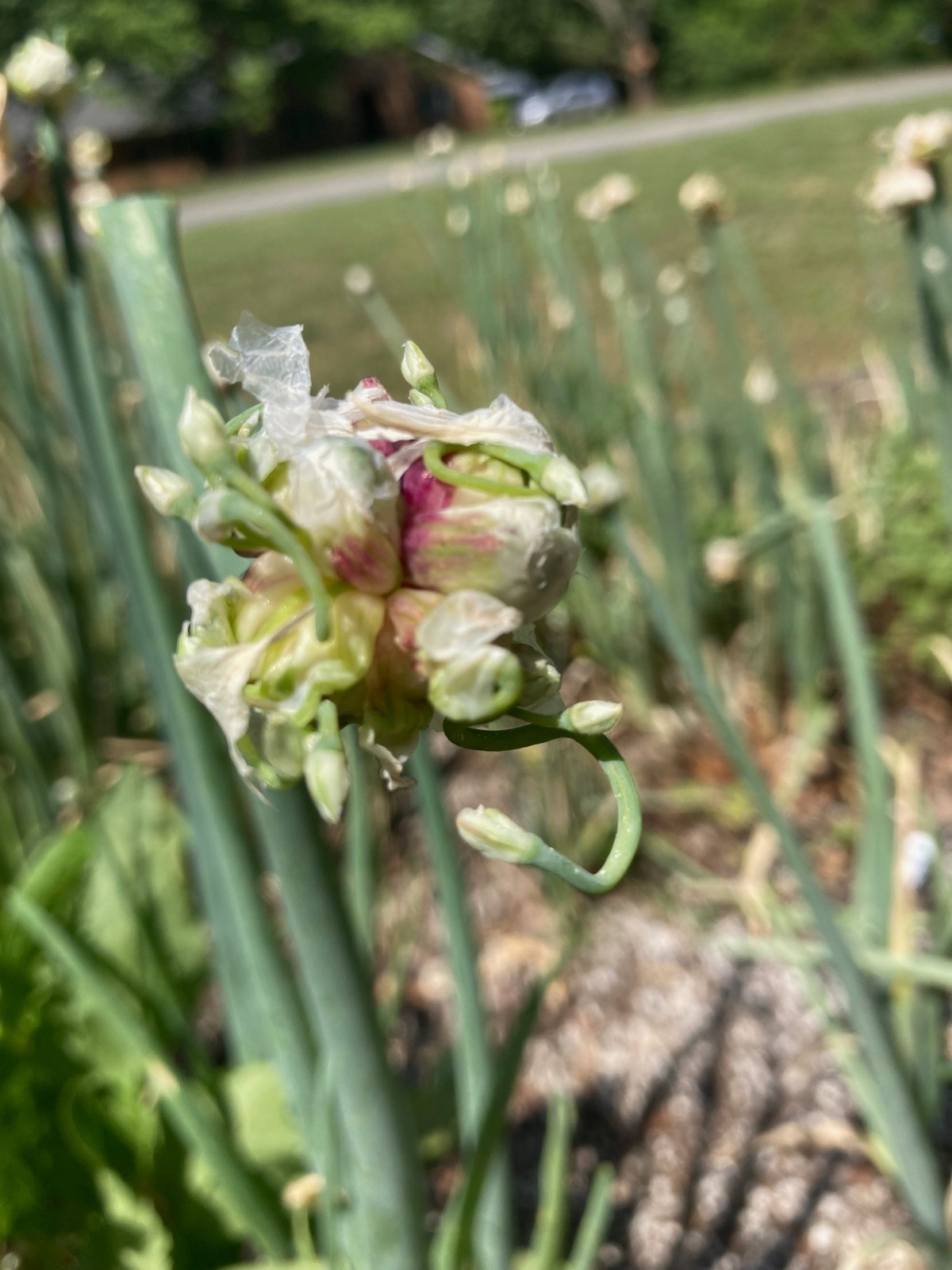 Live Perennial Egyptian Walking Green Onions top sets Edible