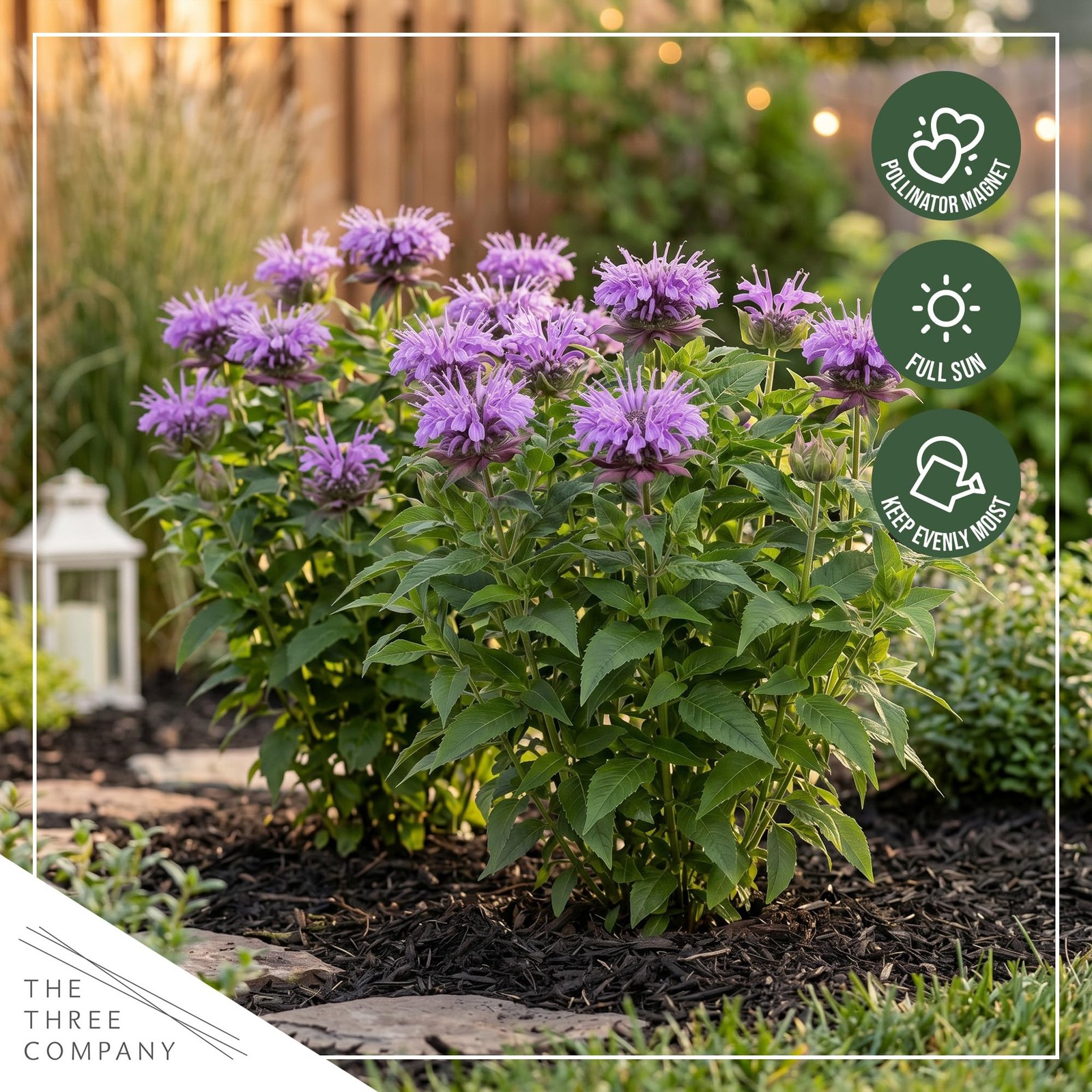 Live Flowering Bee Balm – Balmy Purple (2 Plants Per Pack), Pollinator – Attr…