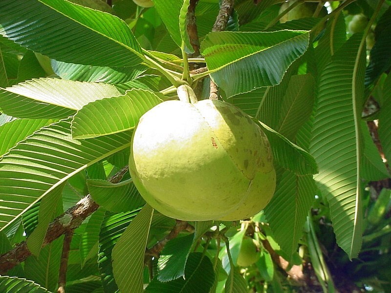 Dillenia indica | Chulta | Elephant Apple | Hondapara Tree | Ou Tenga | 20_Seeds