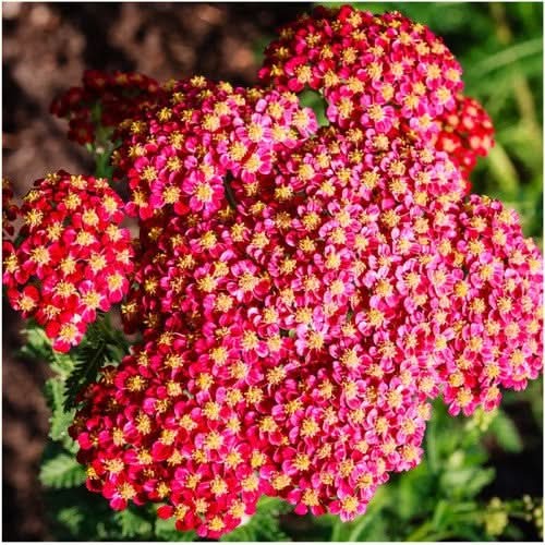 Red Yarrow Seeds For Planting (Achillea millefolium rubra)