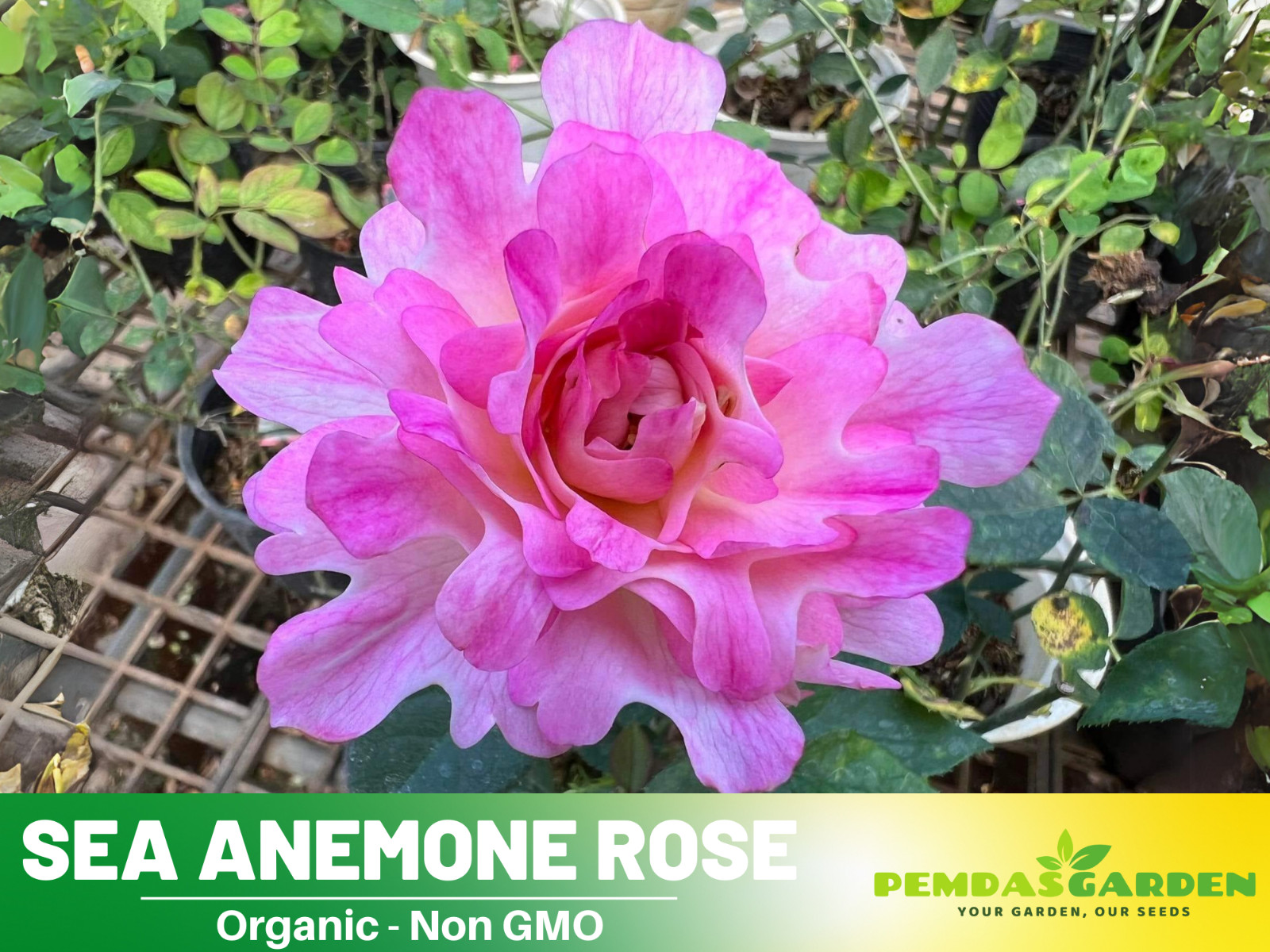 30+ Seeds| Sea Anemone Perennial Rose Seeds