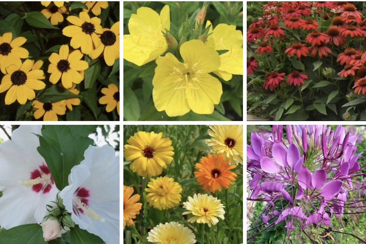 Various Flower Seeds, Many Perennial Plants, Choose From Those Pictured Others
