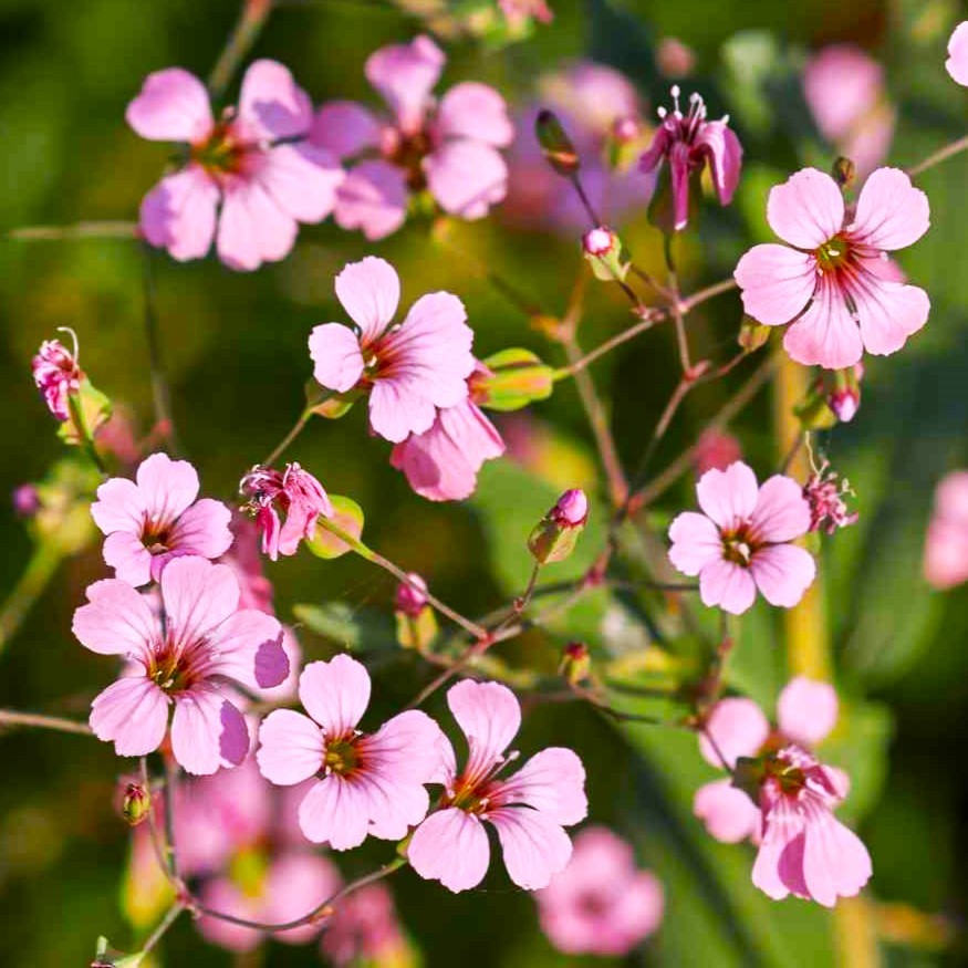 Pink Beauty Soapwort Seeds – For 2025 Planting Saponaria Soap Plant Rose Ground