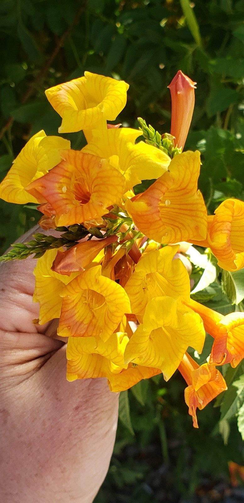(25) Orange Jubilee (Tecoma Stans) Seed Flowering Shrub Seeds Drought-resistant