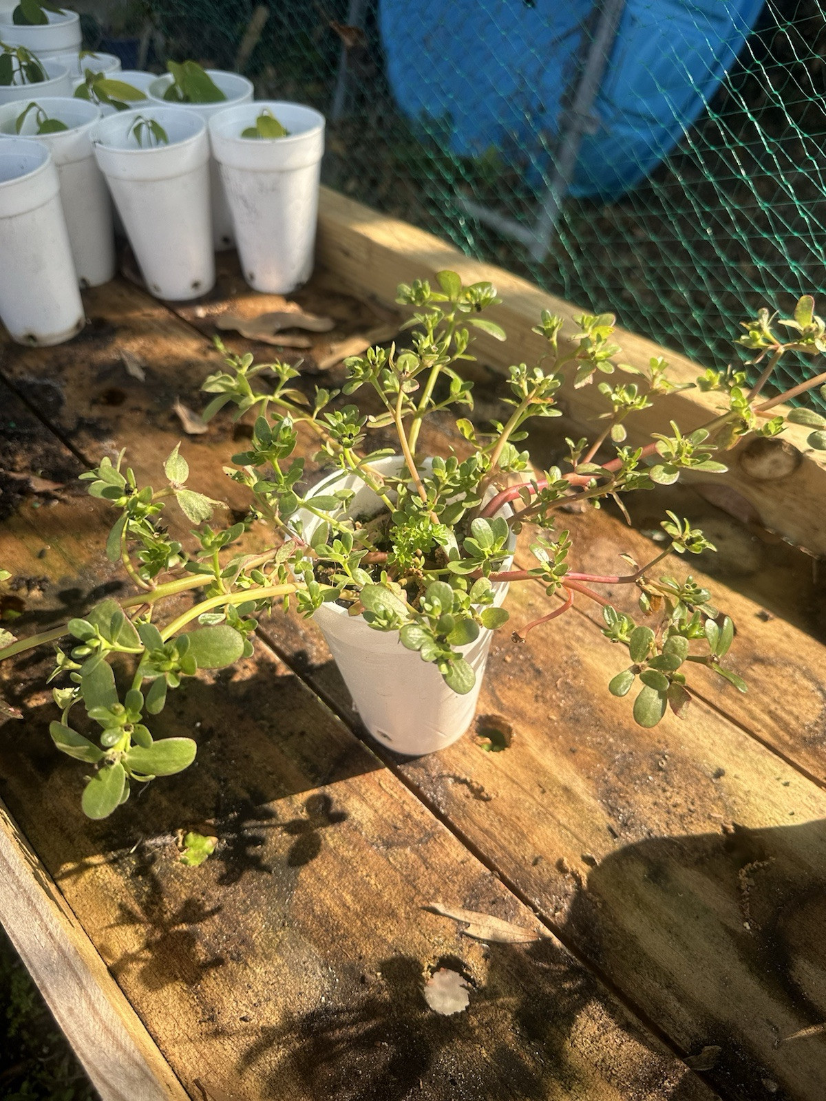 1 Pot Live Roots Plant , Portulaca Sativa Most Omega 3 Of Any Leafy (Rau Sam )