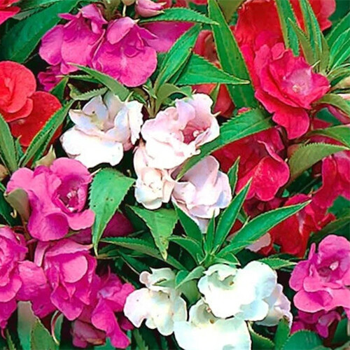 Camelia Flowered Mix Impatiens Seeds | 50 – 1,000 Seeds | Non-GMO | 1262