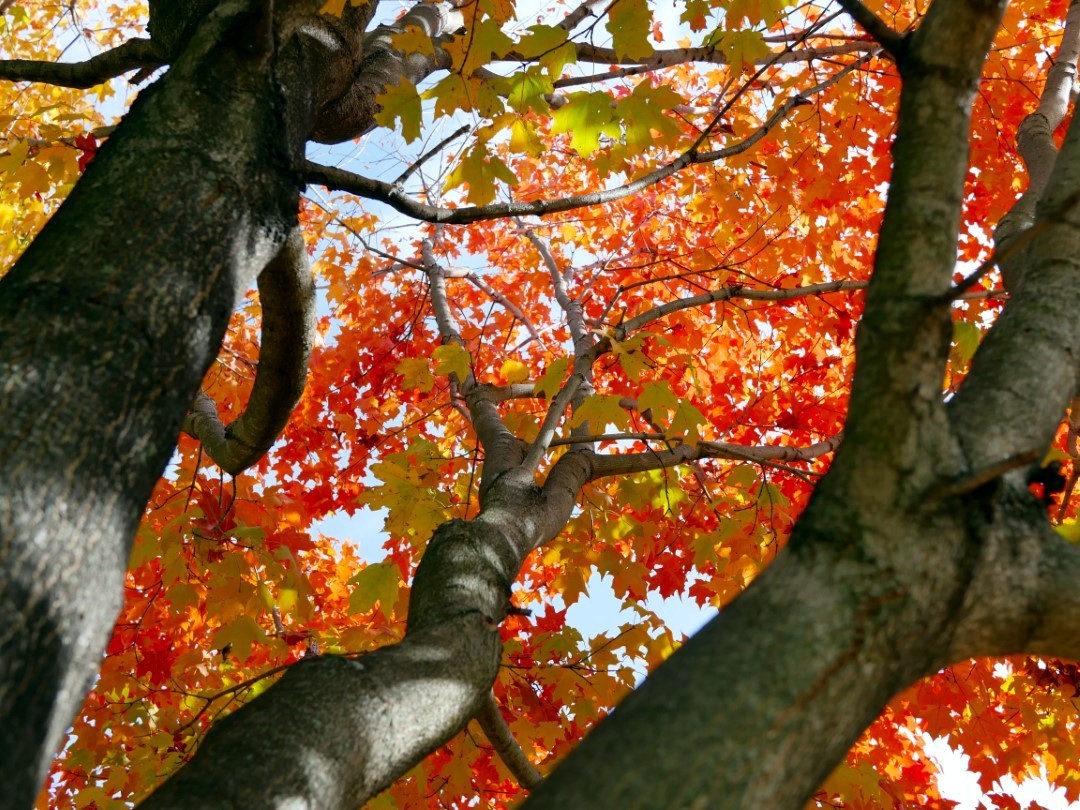 Northern Sugar Maple Tree Seeds (Acer saccharum) Fall Color Cold Hardy to Zone 3