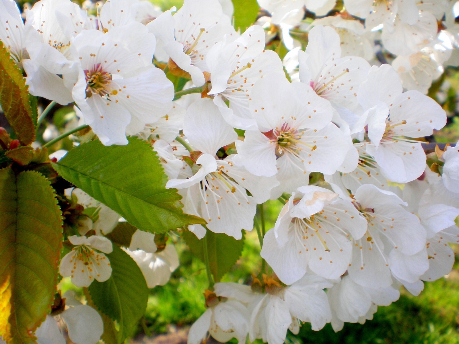 Sweet Cherry, (Mazzard Cherry), Prunus avium, Tree Seeds (Showy, Edible, Fast)