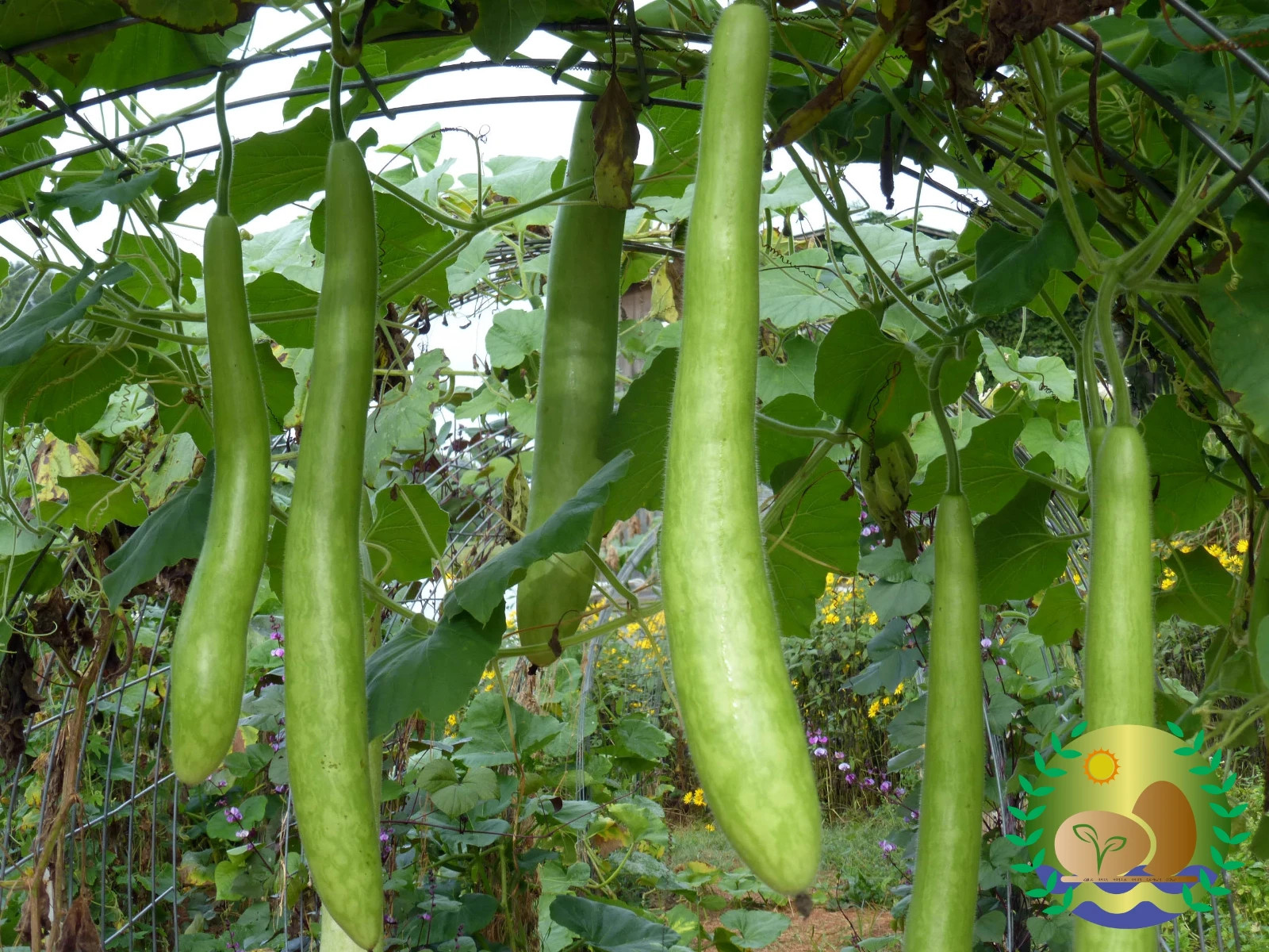 Cucuzza Squash aka Cucuzzi Gourd Seeds | NON-GMO | Heirloom | FREE SHIPPING