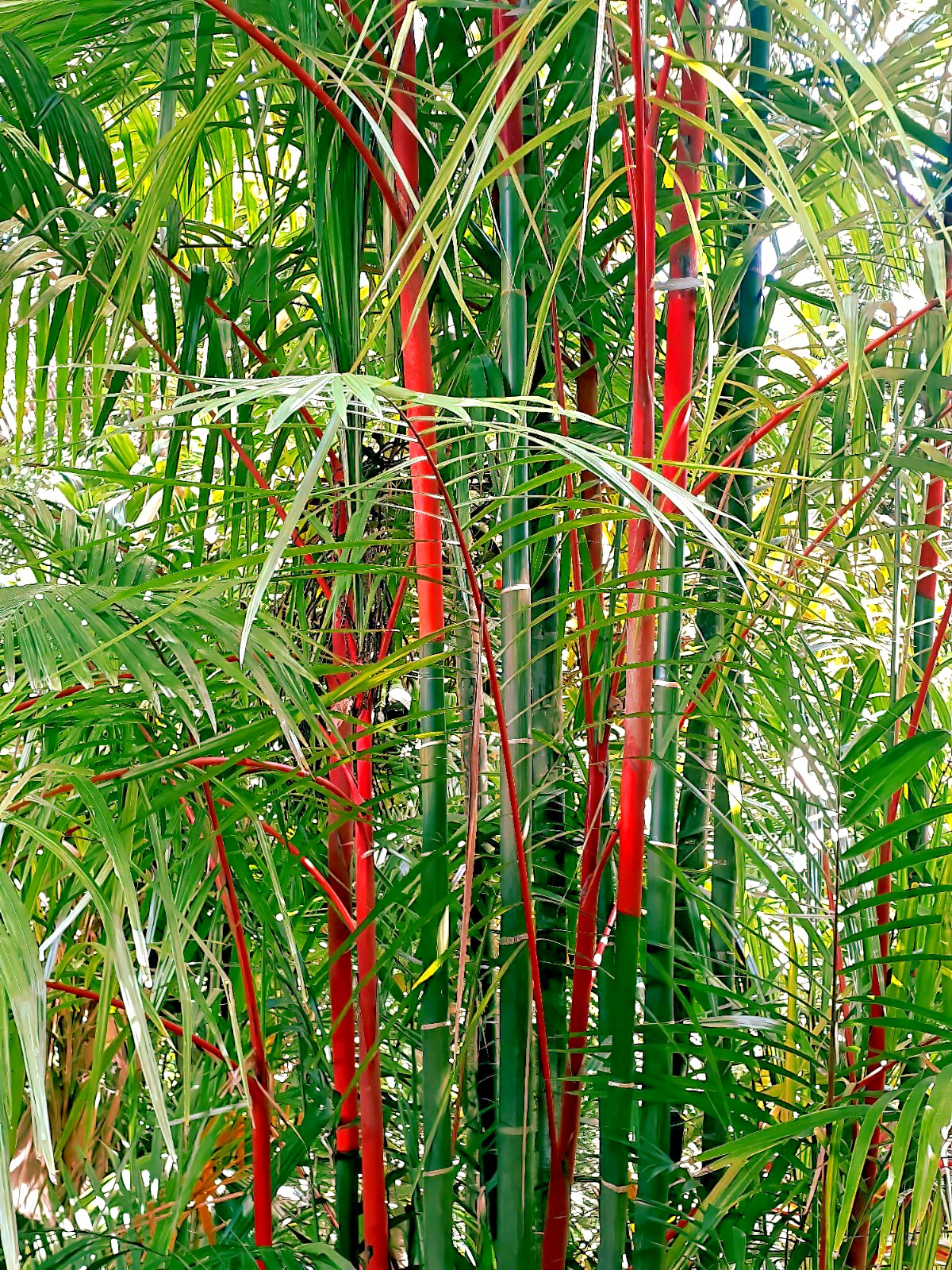 RED SEALING WAX “LIPSTICK PALM” TREE SEEDS (Cyrtostachys renda) House Plant RARE