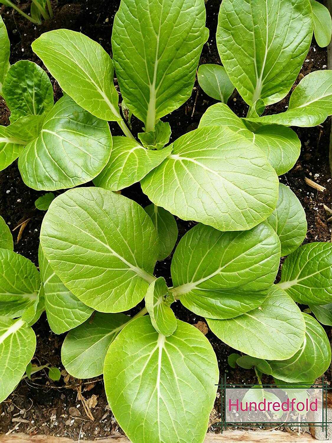 White Stem Pak Choi 500 Vegetable Seeds Brassica rapa Pac Choi, Bok Choy, Baicai