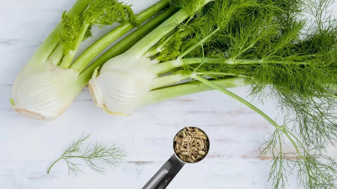FENNEL 15 FRESH HERB SEEDS FREE USA SHIPPING