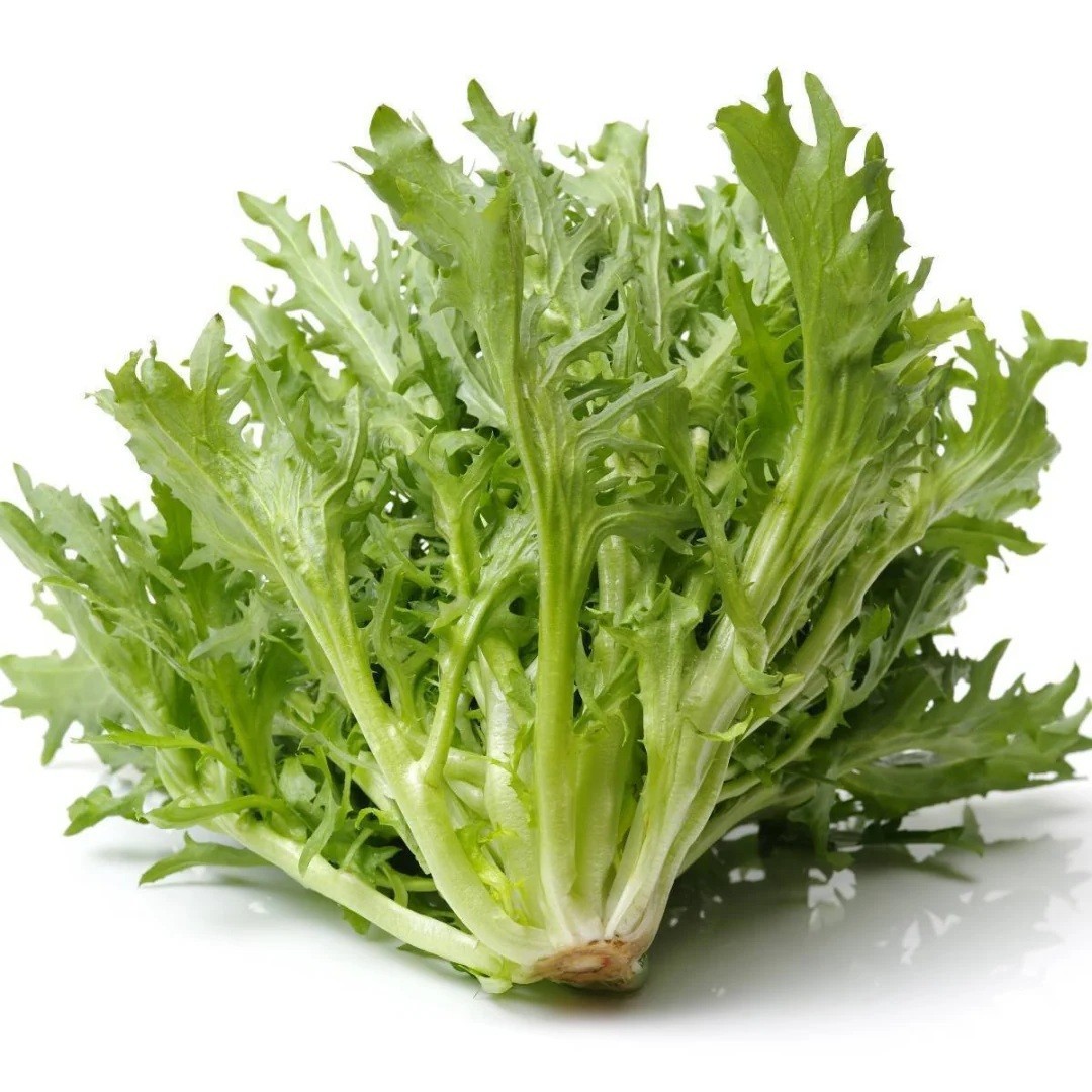 Green Curled Rufflec ENDIVE 200 – 8000 Seeds heirloom delicious tender leaves