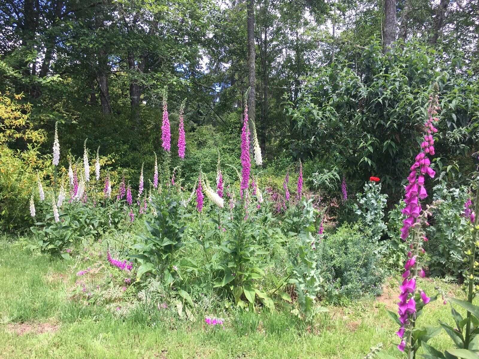 Pacific NW Giant Foxglove Mix 20,000 Seeds Digitalis Purpurea *Shelley