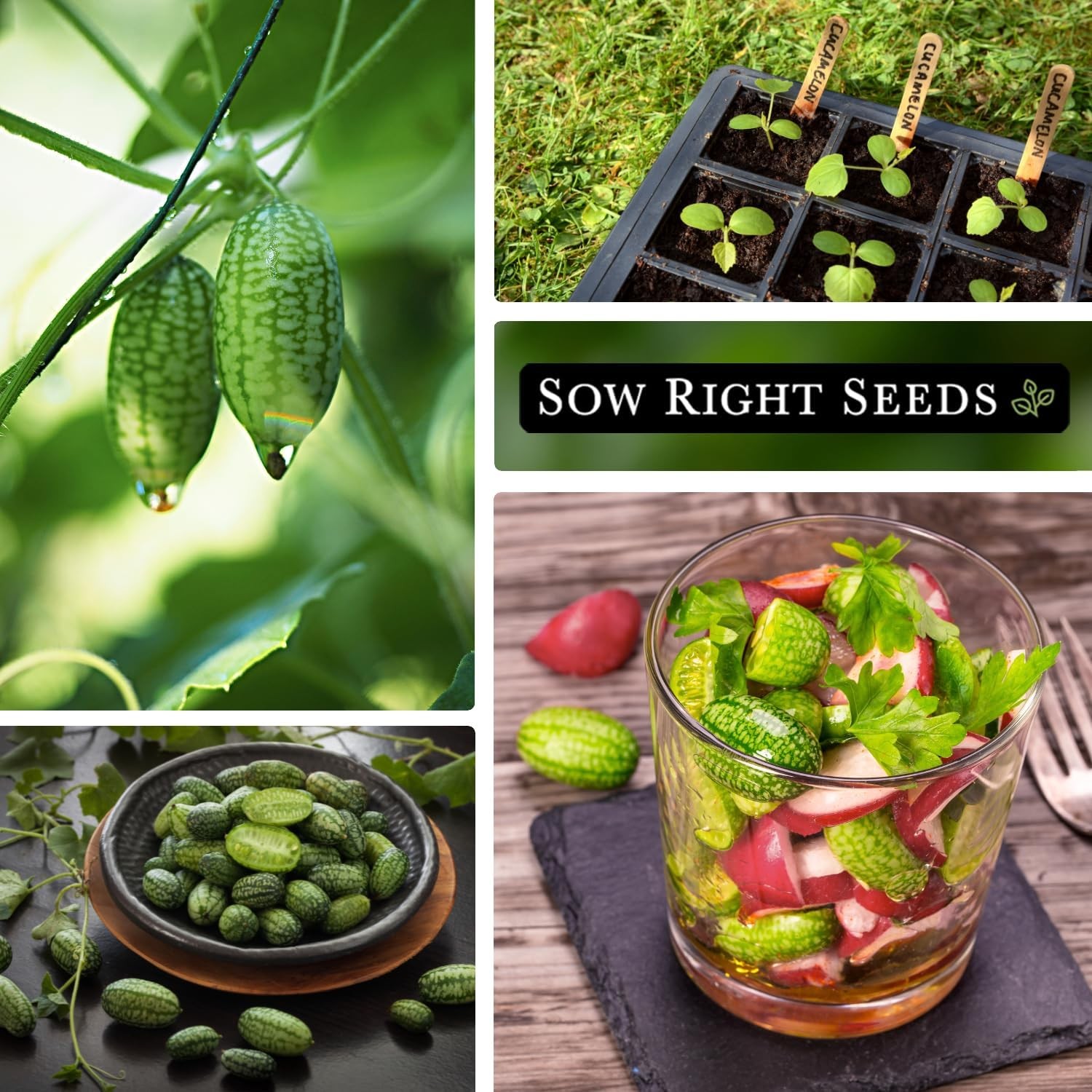 Sow Right Seeds – Cucamelon for Planting – Non-GMO Heirloom Green