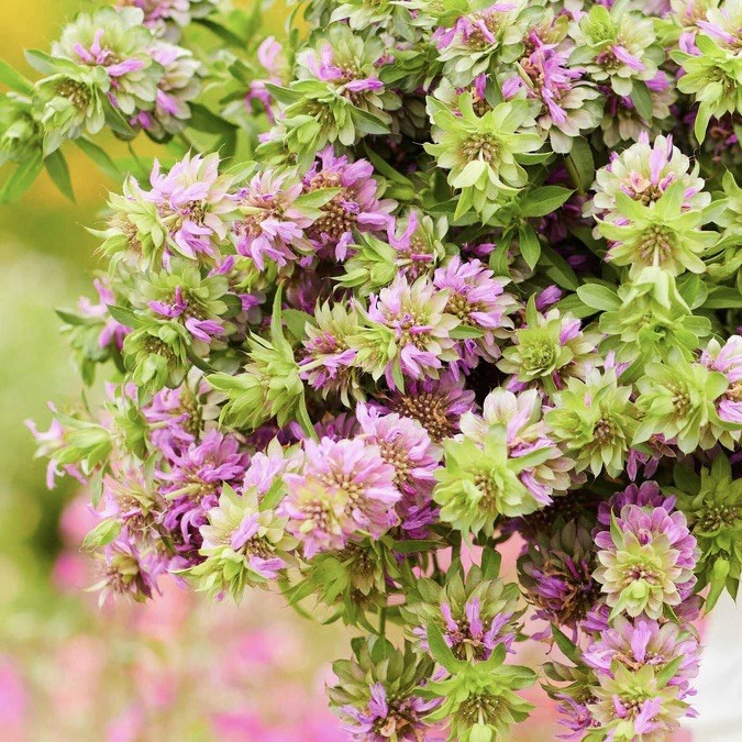 3000 LEMON MINT FLOWER & HERB SEEDS | 3000 SEEDS “BEE BALM” Non-GMO, Heirloom US