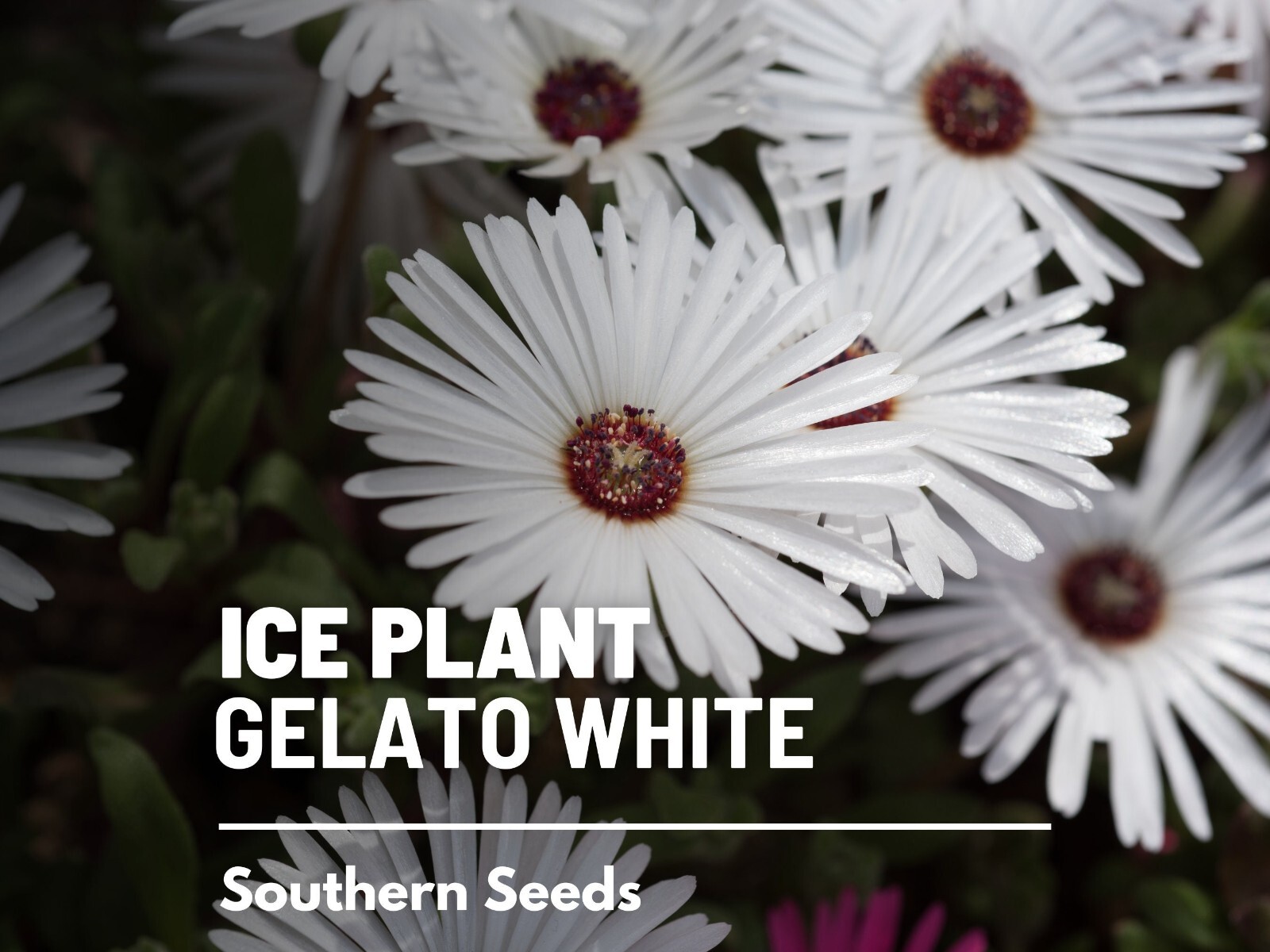 Ice Plant, White – 200 Seeds – Heirloom Flower (Dorotheanthus bellidiformis)