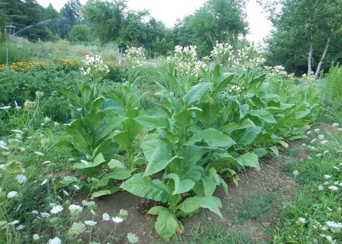 1000 Virginia Gold Tobacco Seeds ~ Heirloom Nicotiana Tabacum ~ Fast grow