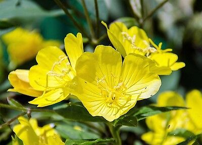 1000 YELLOW EVENING PRIMROSE Oenothera lamarckiana Flower Seeds *Flat S/H