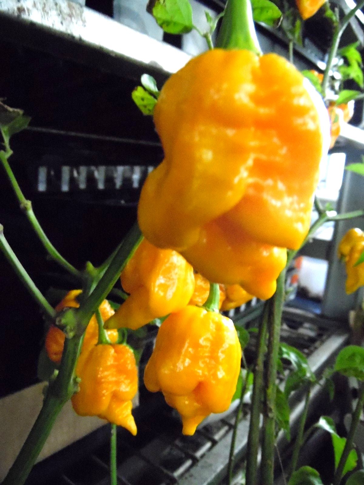 Yellow Ghost Pepper Seeds! (Bhut Jolakia) VERY HOT! – Comb. S/H SEE OUR STORE!