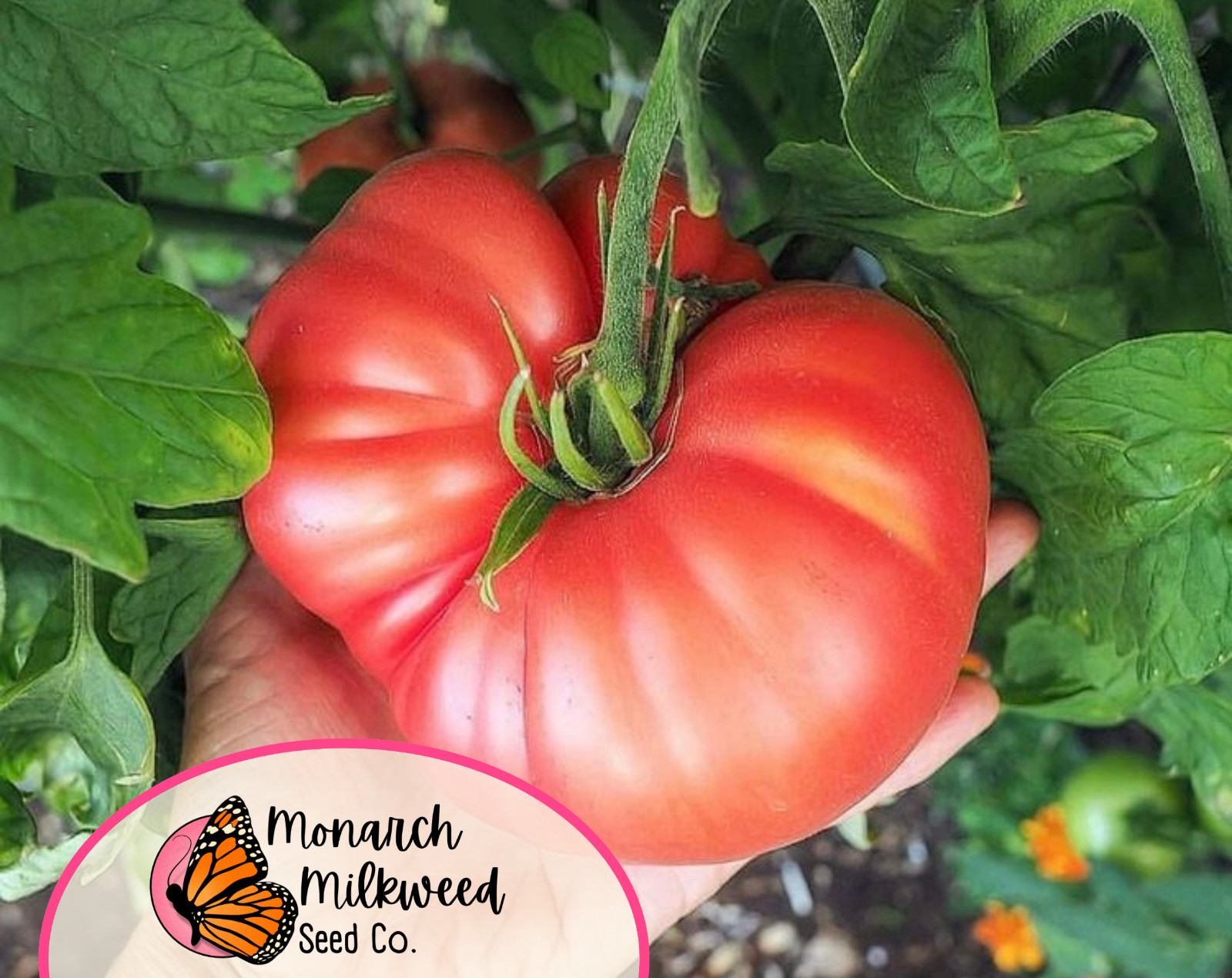 500+ Tomato Seeds ‘Beefsteak’ | Heirloom, Non-GMO, Vegetable Gardening Seeds