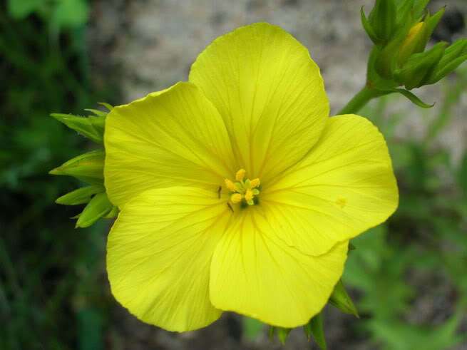 500 Organic GOLDEN FLAX Yellow Linseed Common Linum Flavum Flower Seeds