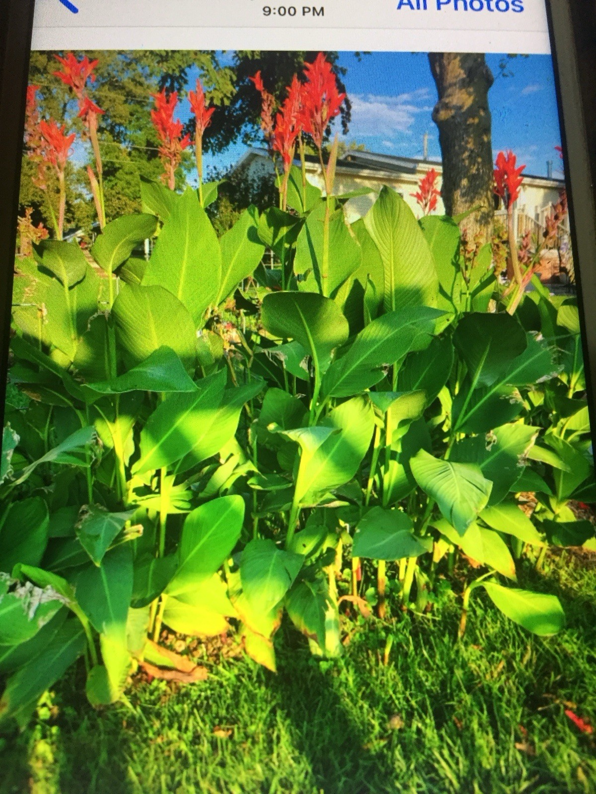 6 Red Canna Lily Bulb/rhizomes For $10