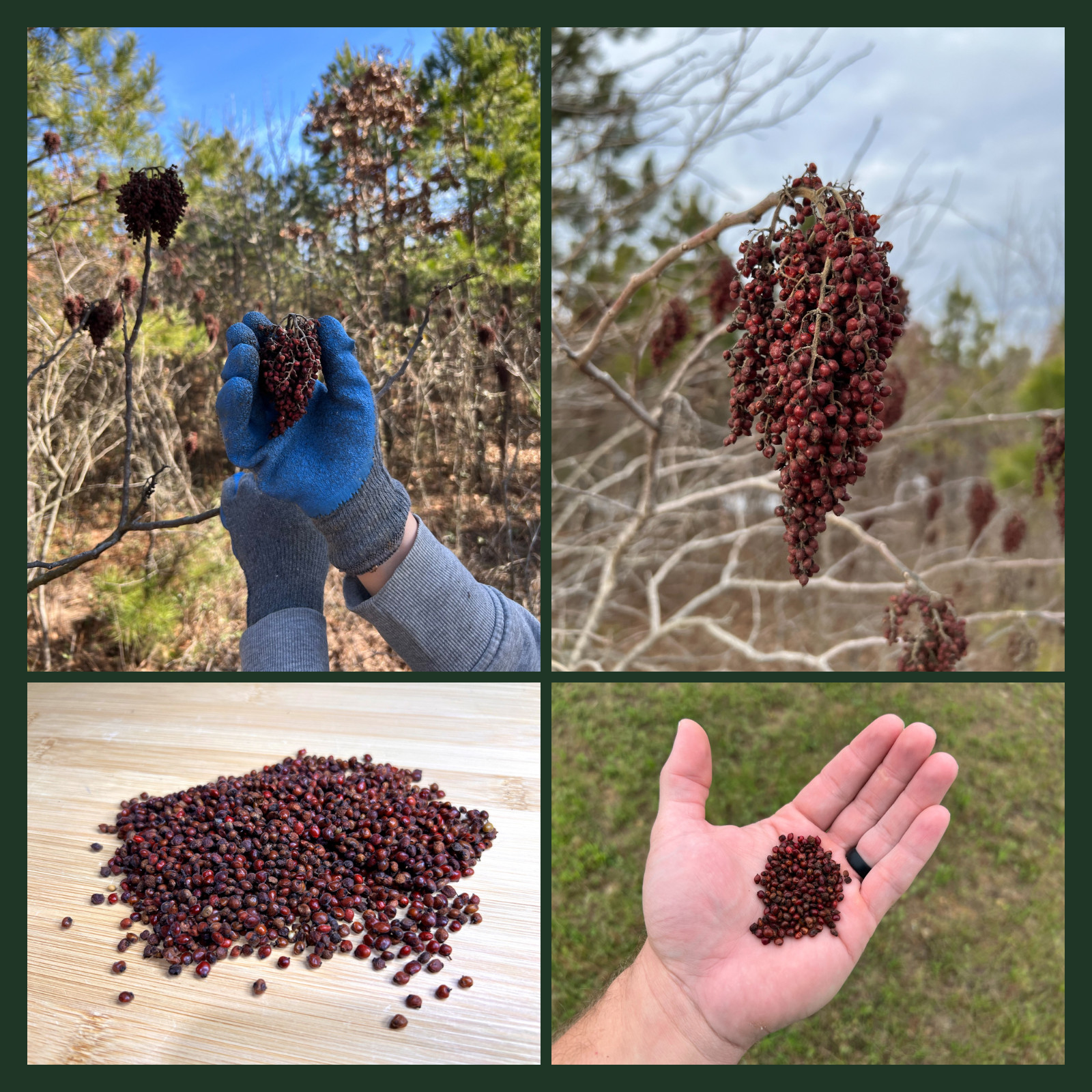 1500 Winged Sumac Tree Seeds (Rhus copallinum) Flameleaf Sumac – Zones 4-9 USA