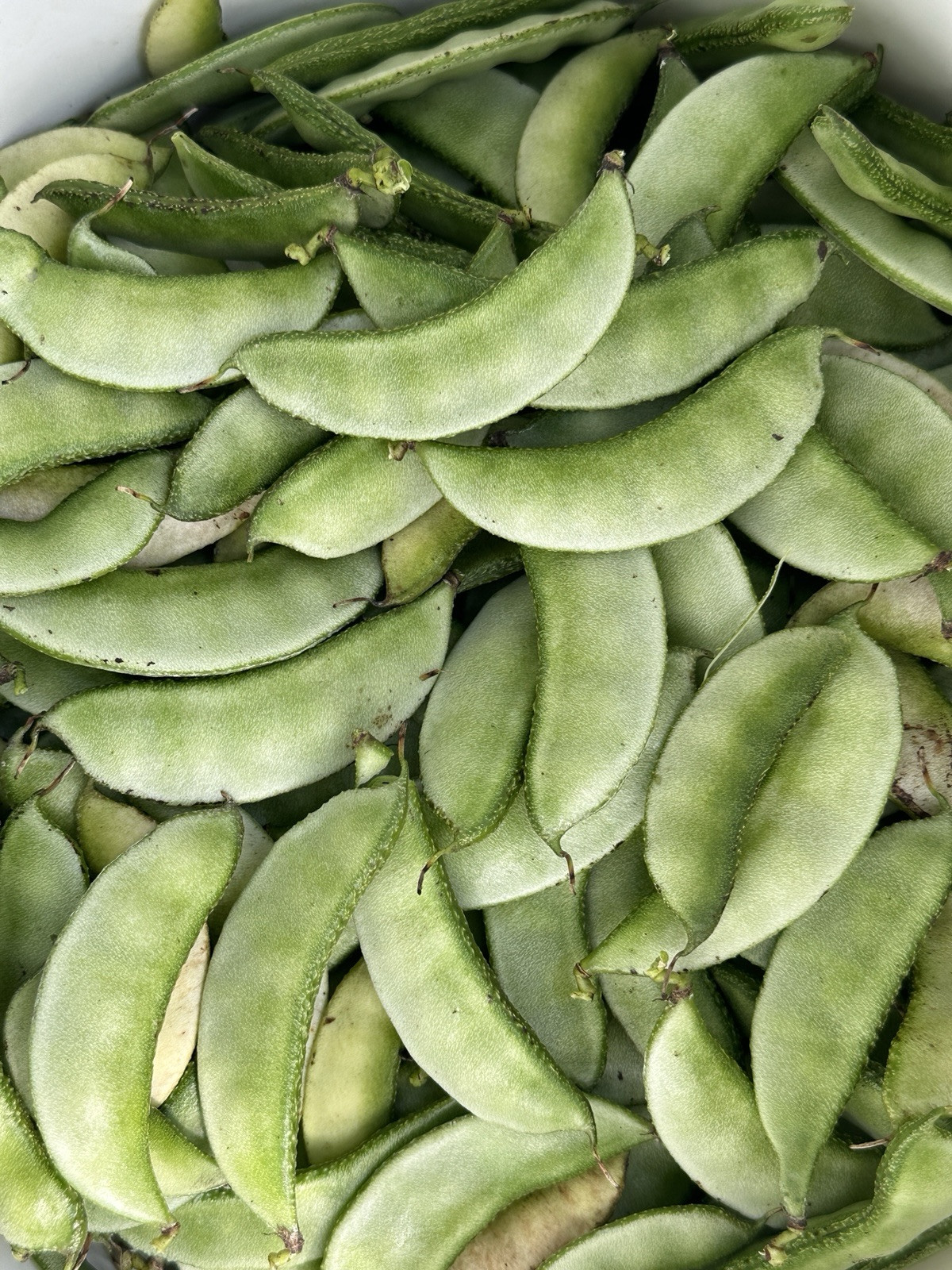 Country Bean IPSA -2 || Medium Plant Bangladeshi Shim || Short Season 8 Seeds