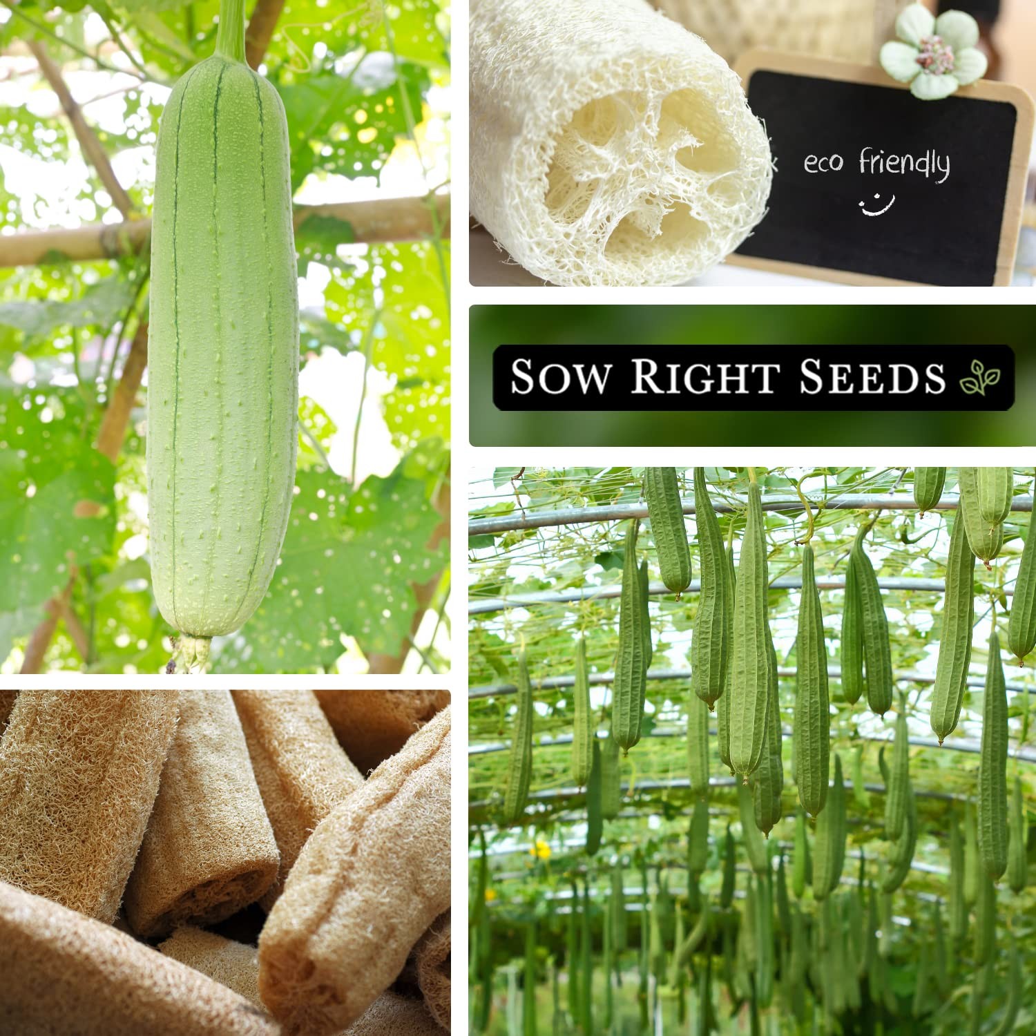 Luffa Gourd Seeds Plant Non GMO Heirloom Packet Garden Sponge 30 Count