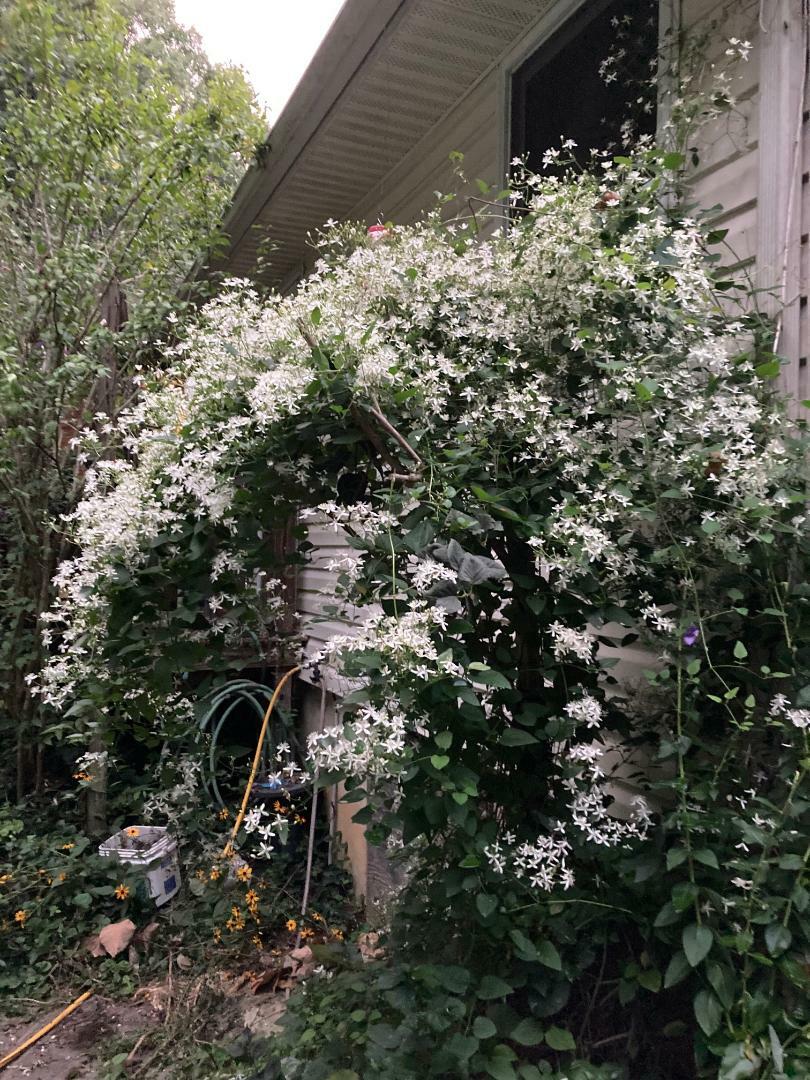 White Star Sweet Smelling Carolina Jasmine Vine Over 100 + Seeds USA Seller