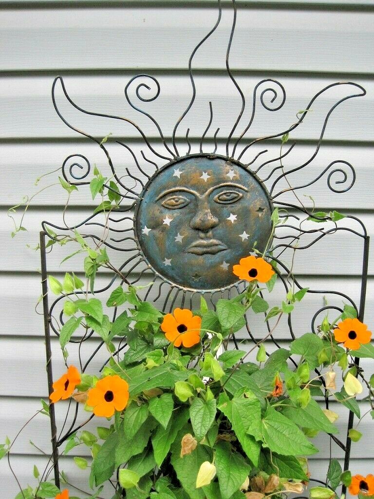 50+BLACK EYED SUSAN VINE Flower Seeds Flowering Vine Garden Patio Container Easy