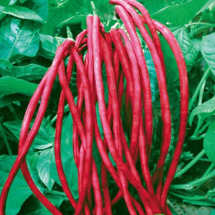 20 SEEDS ORGANIC PURPLE RED LONG/STRING BEAN, HARVEST FROM SPRING TO FALL.